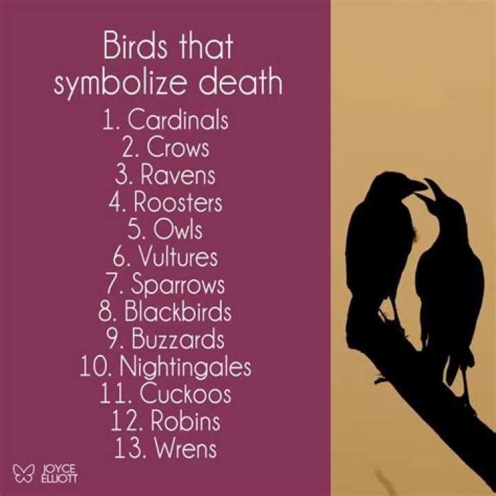What Bird Symbolizes the Death of a Loved one? 8 Birds